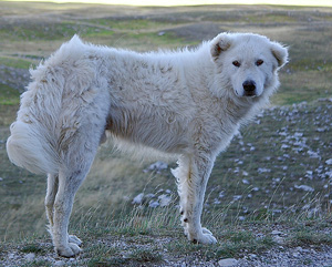 Maremma sheepdogs form a special bond with the penguins, becoming part the flock while also protecting it. (Credit: MGerety, Wikimedia Commons)